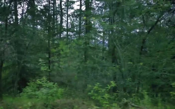 Free Stock Video View To The Trees Of A Dense Forest On A