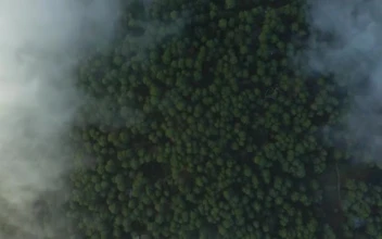 Free Stock Video View Above The Clouds That Cover A Large Forest Small