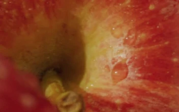 Free Stock Video Video Of The Texture Of Fresh Apples