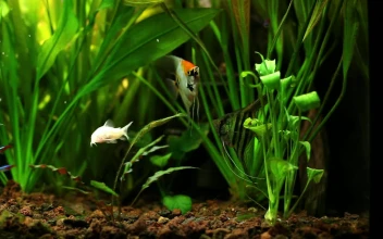 Free Stock Video Various Fish Swimming In A Fishbowl