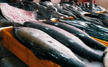 Free Stock Video Variety Of Fresh Fish In The Market