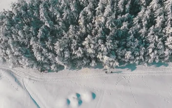 Free Stock Video Two People Walking Along The Winter Forest