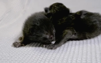 Free Stock Video Two Newborn Black Cats