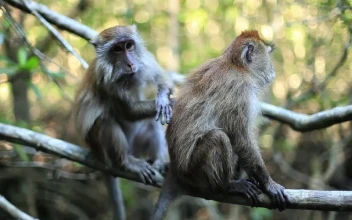 Free Stock Video Two Monkeys On A Tree In The Jungle