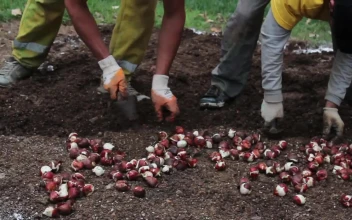 Free Stock Video Two Men Sowing Seeds In The Ground