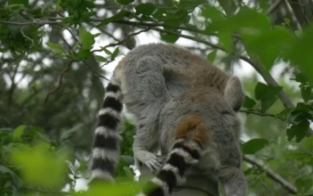 Free Stock Video Two Lemurs Above The Trees In Nature