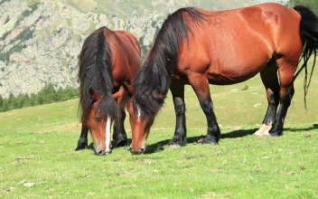 Free Stock Video Two Horses Feeding On Grass On A Hill