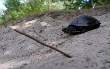 Free Stock Video Turtle Walks Towards The Sea On The Beach