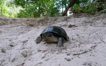 Free Stock Video Turtle Walks On The Sand Of A Beach