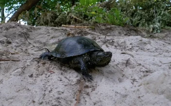 Free Stock Video Turtle Walking On The Sand Near The Beach