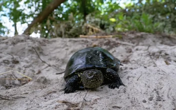 Free Stock Video Turtle Walking Slowly In The Sand