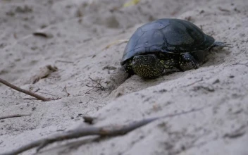 Free Stock Video Turtle Walking On The Beach Slowly