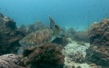Free Stock Video Turtle Swimming Quietly On A Reef