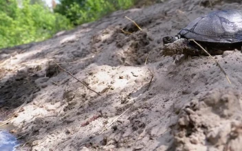 Free Stock Video Turtle Getting Into A River