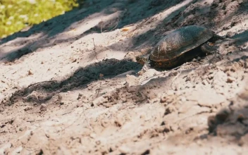 Free Stock Video Turtle Coming To A Pond To Swim