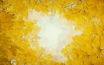 Free Stock Video Tunnel Of Yellow Leaves Of Trees In Autumn