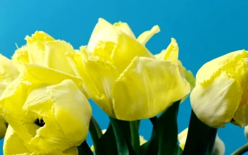 Free Stock Video Tulips In The Sunshine