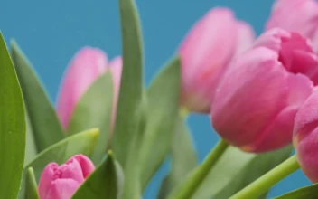 Free Stock Video Tulips In A Close Up Shot