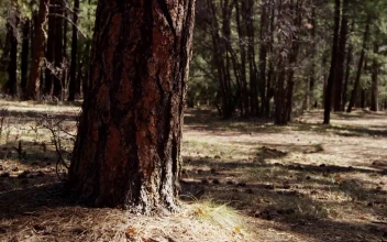 Free Stock Video Trunk Of A Pine In A Forest