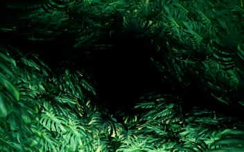 Free Stock Video Tropical Tree Leaves Title Video