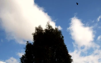 Free Stock Video Tree Wind And Clouds In The Blue Sky