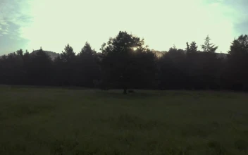 Free Stock Video Tree On A Meadow In A Cloud Forest At Sunrise