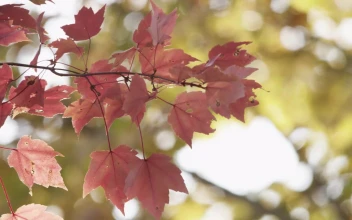 Free Stock Video Tree Leaves In Autumn Close Up