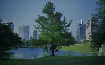 Free Stock Video Tree In A Sunny Park In A Big City