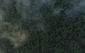 Free Stock Video Tree Covered Forest From Above Through The Clouds