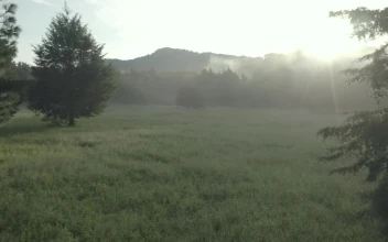 Free Stock Video Tree At The Center Of A Meadow In A Cloud