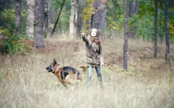 Free Stock Video Young Woman Throwing A Stick Away At Her Dog