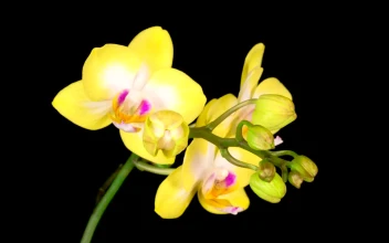 Free Stock Video Yellow Orchids Opening On A Black Background