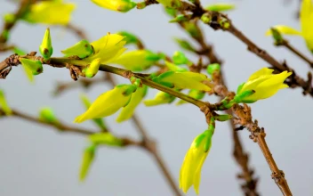 Free Stock Video Yellow Flowers Blooming On The Branches Of A Tree
