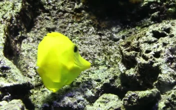 Free Stock Video Yellow Fish Eating On A Reef