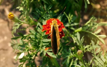 Free Stock Video Yellow Butterfly On A Flower