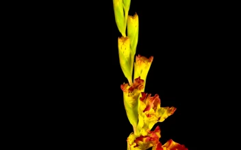 Free Stock Video Yellow And Red Gladiolus Flower Blooming