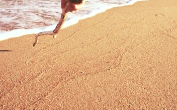 Free Stock Video Writing Relax In The Sand On A Sunny Beach