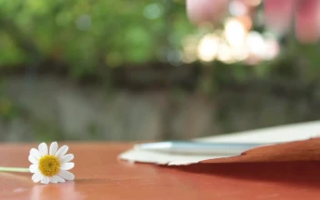 Free Stock Video Writing A Letter On A Sheet Next To A Daisy