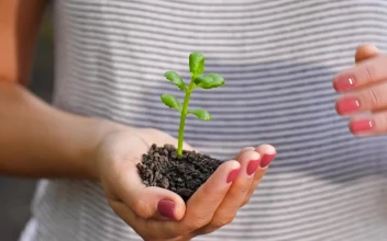 Free Stock Video Womans Hands Covering A Small Plant