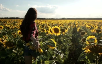 Free Stock Video Woman Walking Through A Huge Field Of Sunflowers
