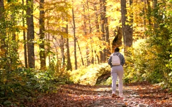 Free Stock Video Woman Taking A Walk In The Autumnal Forest