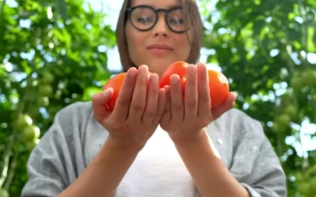 Free Stock Video Woman Smelling Fresh Tomatoes In A Greenhouse