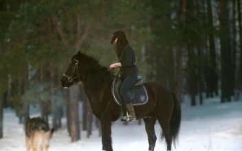 Free Stock Video Woman Riding A Horse In A Snowy Forest