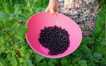 Free Stock Video Woman Picking Currant Berries