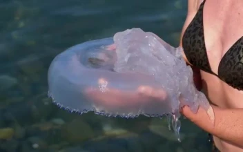 Free Stock Video Woman Holding A Large Jellyfish Small