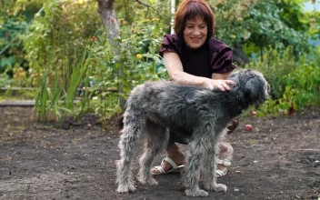 Free Stock Video Woman Caresses Her Dog In The Garden