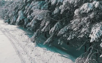 Free Stock Video Winter Pine Forest Covered In Snow