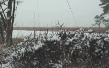 Free Stock Video Winter Grass Covered In Snow