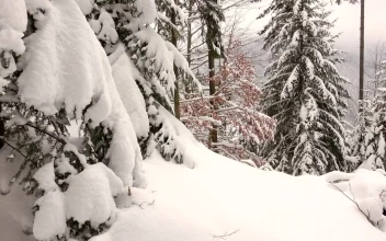 Free Stock Video Winter Forest Covered In Snow