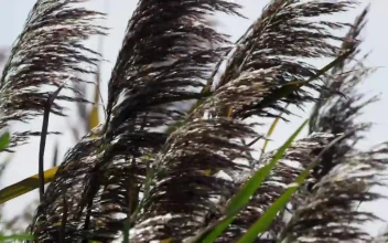 Free Stock Video Wind Moving Trees